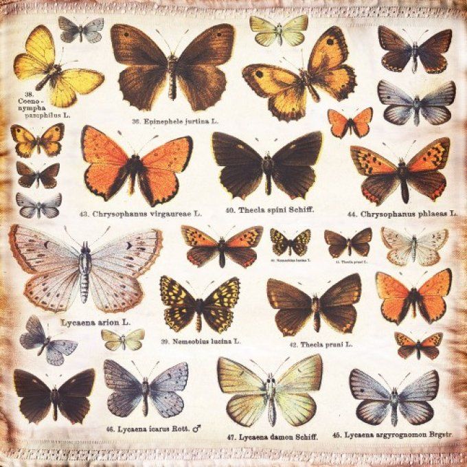 18 feuilles, 7 dots/Finnabair - format 30x30cm, collection : Butterfly Effect